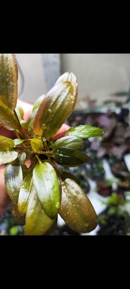 Cryptocoryne wendtii brown 棕温蒂椒草 （1stalk）lowtech plant，aquarium plant，aquatic plants