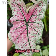 【New stock】☌△❀shop7.7 - Keladi murah Thai Hybrid Caladium USA Just Saucy Fire Chief Freckles Pink Ge