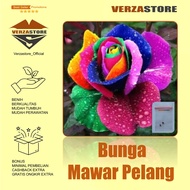 Biji Bunga Mawar Pelangi Benih Bunga Mawar Rainbow Rose / 2 biji