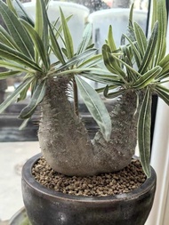 稀有雙頭象牙宮（Pachypodium rosulatum var. gracilius）