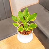 玉簪花 日式寬塑陶盆 室內植物 觀葉植物 禮物 盆栽 辦公室小物