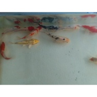 💎 bibit ikan koi blitar blasteran size 11-12cm ( ✔)