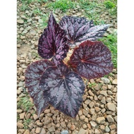 Sindo - Begonia Rex The Fascinating And Diverse Plant Live Plant C227OPAXBG