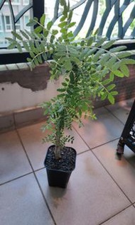 布拉塔乳香Boswellia Bullata