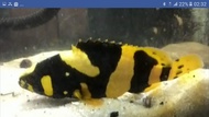 Bumblebee Grouper/Kerapu Emas 15cm air tawar (Ikan hias/predator fish)