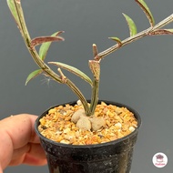 ไม้โขด Euphorbia neorubella ( Red Monadenium ) ไม้อวบน้ำ กุหลาบหิน cactus&amp;succulentหลากหลายสายพันธุ์