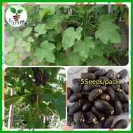 ◺ ♆ Talantangan / Tuba-tuba Seeds/ for planting