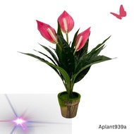 Plant Peace Lily in a pot (Aritficial) , home decor, garden, events Aplant939a