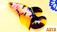 ปลากัดเยลโล่กาแลคซี่😍เกรดท็อป🌈ได้ตัวเมียตามรูป🌟มัตติคันเลอร์ กาแลคซี่ เยลโล่กาแลคซี่ พร้อมผสมพันธุ์❤️ Bettafish❤️ปลากัดสวยงาม ปลากัดไทย ปลากัดอาชีพ ปลากัดเยลโล่กาแลคซี่มัตติคันเลอร์🌟ปลากัดเลี้ยงโชว์ สวยๆ ได้เมียตามรูป