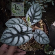 Tanaman Hias Alocasia Dragon Silver Rawatan 