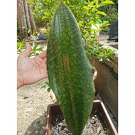 SANSEVIERIA / SNAKE PLANT