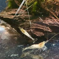 宗信水族-實體店面_雪白斑馬蝦1.2-1.5cm