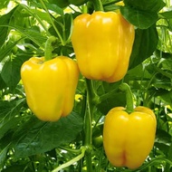 4 Yellow Paprika Seeds, Superior Quality Yellow Paprika Seeds, Yellow Paprika Seeds, Vegetable Seeds