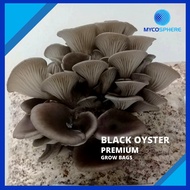 Mushroom Fruiting Bag / Grow Bag - Black Oyster (2kg) - Grow kit
