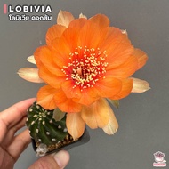 โลบิเวีย ดอกเหลืองอมส้ม Lobivia แคคตัส กระบองเพชร cactus&amp;succulent