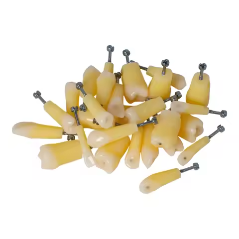 Dental Tooth Model Typodont Caries Replacement Cavity 28PCS M8024-1 Compatible with Kilgore NISSIN 2