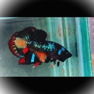 PK AVATAR NEMO / PLAQUE AVATAR NEMO /