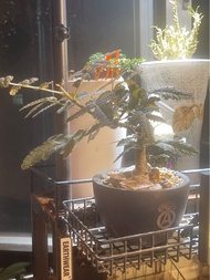 Boswellia bullata布拉塔乳香（實生3年半）塊根植物，多肉植物