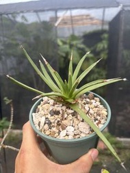 綿花糖龍舌蘭 Agave albopilosa