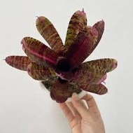 Mini Neoregelia *HOT EMBERS*
