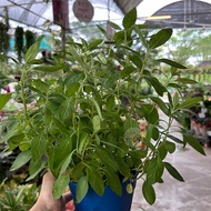 [Paling Horticulture Sdn Bhd] Basil Mint Plant l Herb plant l pokok herba