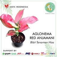 tanaman hias aglaonema / aglonema red anjamani ukuran dewasa