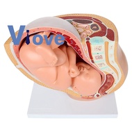 Human Pregnancy Fetal Development 9Th Month Embryonic Pelvic Model Fetus Foetus Pregnancy Anatomy of