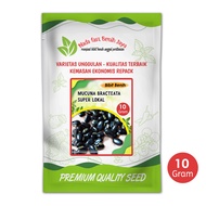 Benih mucuna bracteata super lokal 10 gram / benih pilihan mucuna bibit kacang kacangan