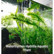 Waterthymes Hydrilla Aquatic Live Plant / Aquarium Plant /Aquarium Decoration Live Plant