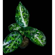 Sindo - Aglaonema Pictum Tricolor Live Plant HPWD2HWNGR