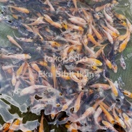 Bibit Ikan Koi 4-5 cm 100 Ekor Murah