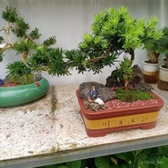 (Hot Sale)Cliff Podocarpus Macrophyllus Welcome Pine Shape Podocarpus Brevifolius Podocarpus Macroph