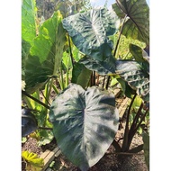 Colocasia esculenta 'Pink Gold Coral'