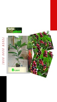 Bibit pohon buah buni