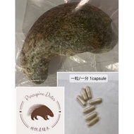 🐥一粒/一分 1capsule 河猪枣 Porcupine Dates Grade B 100% Pure Batu Landak 100% 纯箭猪枣 Cancer, Chemo, Dengue, V