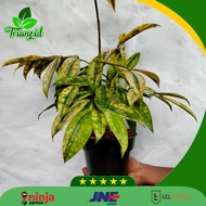 bonsai Bambu kuning gratis pot