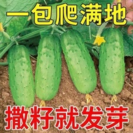 Cucumber Seeds All over the Floor Climbing Fruit Cucumber Seeds Don't Match Rack Four Seasons Courty