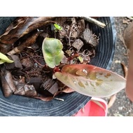 Philodendron black cardinal live plant
