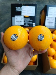 🌟Fresh New Arrival🌟 🇦🇺Australia🇦🇺 Grove Tumut Citrus Orange 3107 *L Size* (5pcs)