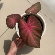 PROMO !!! tanaman hias keladi merah Thailand / caladium
