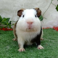 Guinea pig GP american cavy cavvy marmut hias cavvies ras Murah