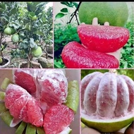Jeruk pamelo madu / jeruk bali / jeruk besar 1 Kg Up