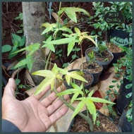 Pohon Green Maple/ Pohon Maple Hijau Ready Kak