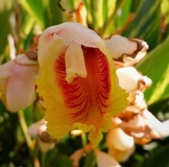 Alpinia Conchigera/pokok cengkenam hidup/Pokok hiasan kebun/Aquatic Plant/Water feature plant/Pokok 