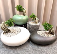 【壽娘子】盆景 鹿角蕨 開幕送禮 室內植物 植物上板 造景