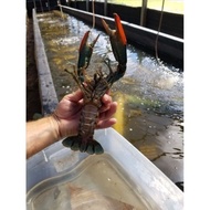 (Langsung Diproses) Lobster Air Tawar Konsumsi Uk Jumbo Jumbo 1Kg 6Inc/7Inc Hidup | Grab/Gosend