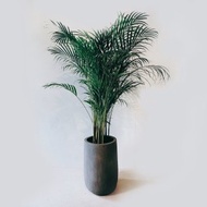 黃椰子