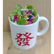 Potted Plant in ceramic mug