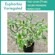 PBN - euphorbia variegated pedilanthus devil's backbone lelipan burung Pokok bunga nursery real live