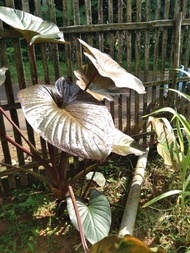 alocasia cucullata red stem
